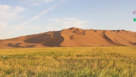 沙漠水稻已经成功种植了吗?