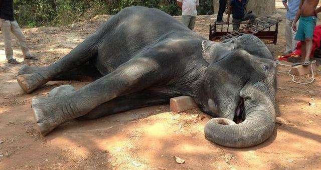 蓝藻细菌致数百头大象死亡，这种细菌是从哪里来的？