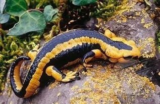 北京海关截获19只活体火蝾螈,这是什么物种?会给生态环境带来什么危害?