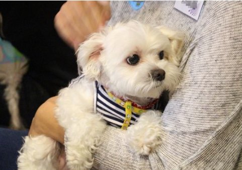 如何治理恶犬伤人？