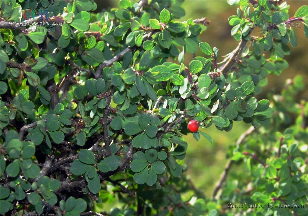 山西五台山首次发现濒危物种丁香叶忍冬，这种植物的习性是怎样的？