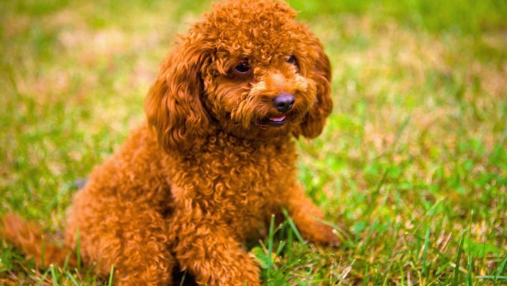 现在泰迪狗狗市场价多少钱？