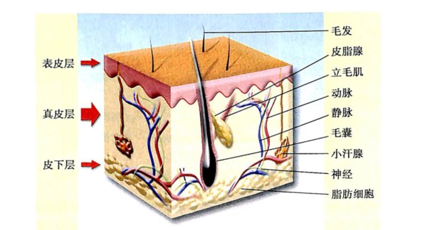 怎么用生姜治脱发？