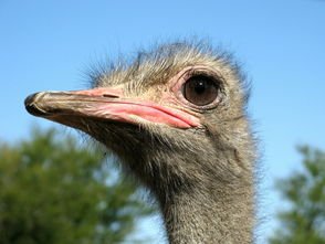 离奇出走的大宠物！鸵鸟趁主人不注意逃上街头狂奔，网友对此有何评价？