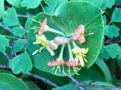 山西五台山首次发现濒危物种丁香叶忍冬，这种植物的习性是怎样的？