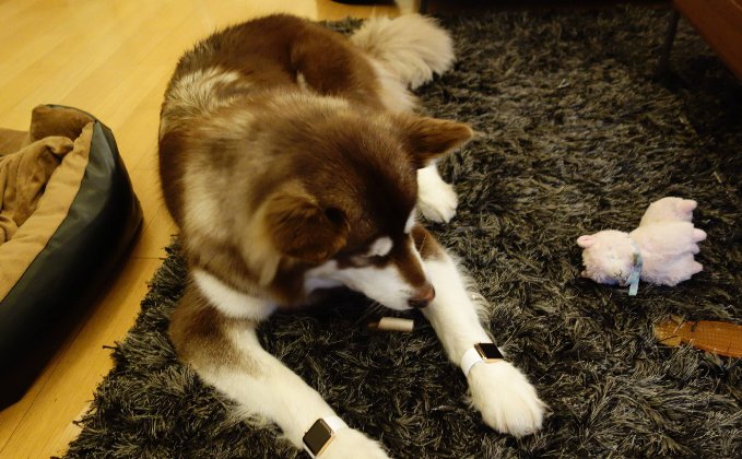 戴名表睡豪宅，王思聪的狗有多土豪？