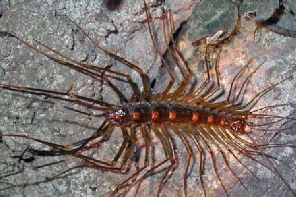 鼬蜓咬人吗 半夜看它从墙上爬出吓得不敢睡觉。。