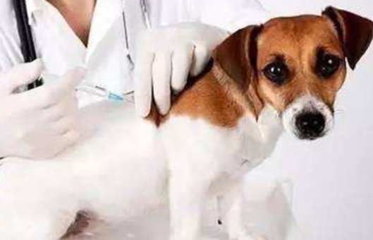 雷米高驱虫药怎么样？