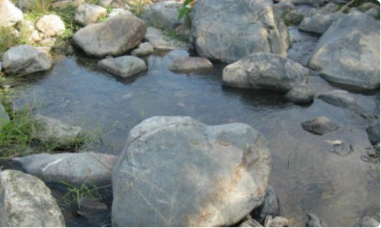 变形记，把自己变成另一种事物作文