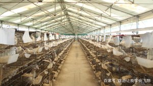 养一千对肉鸽一般情况下，一年能挣多少钱？