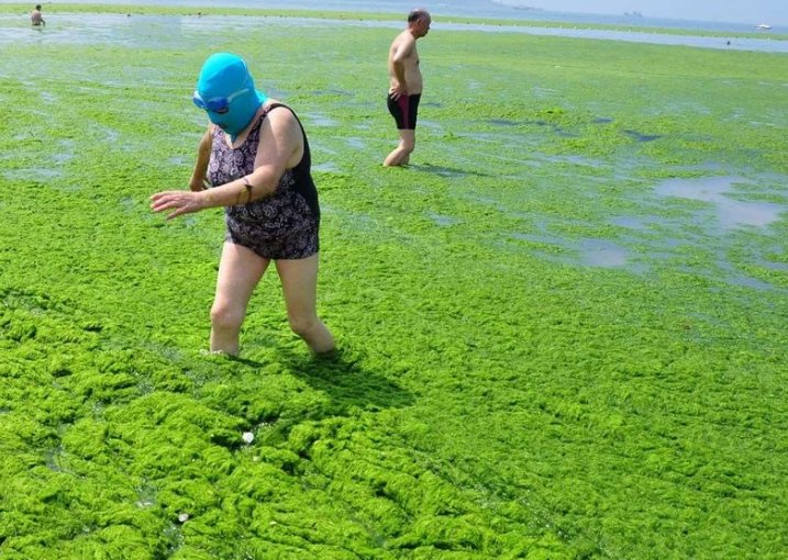 山东青岛近海海域一直遭受浒苔侵袭，这会如何影响当地的环境？