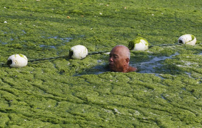山东青岛近海海域一直遭受浒苔侵袭,这会如何影响当地的环境?