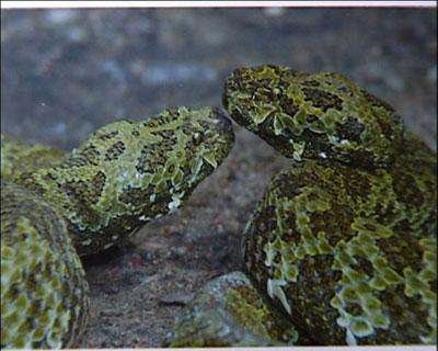 莽山烙铁头为何被称为“蛇中熊猫”？究竟有多珍贵？