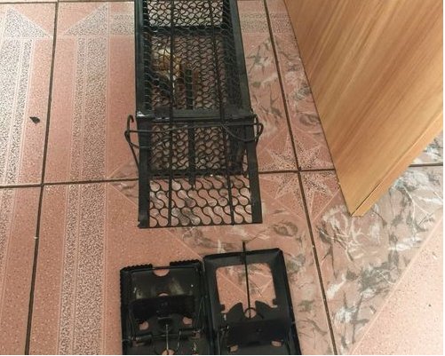 连续捕鼠器的制作方法