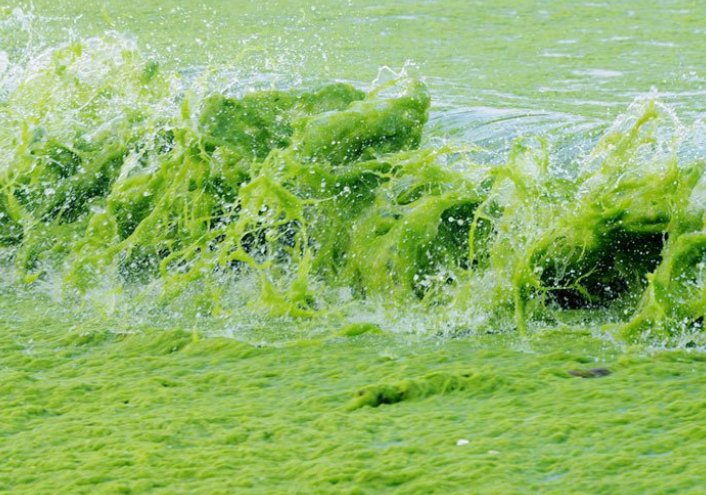 山东青岛近海海域一直遭受浒苔侵袭,这会如何影响当地的环境?