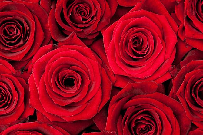 玫瑰少年为何倒在血泊中