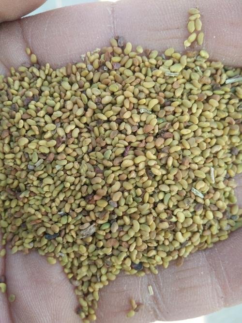 苜蓿草种子多少钱一斤