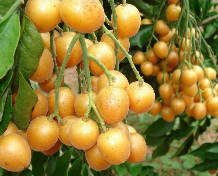 黄皮果是什么？