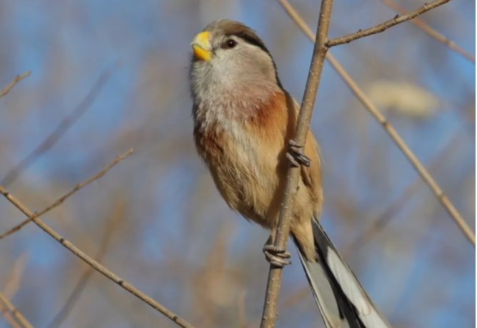 震旦鸦雀的保护级别