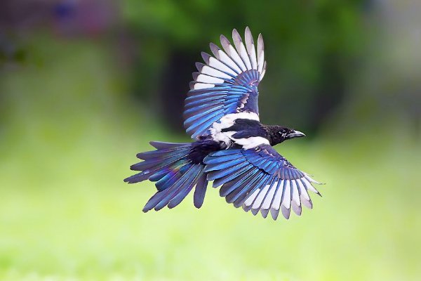 喜鹊是什么样子的