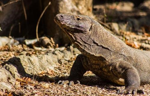 莫斯科巨蜥的特征