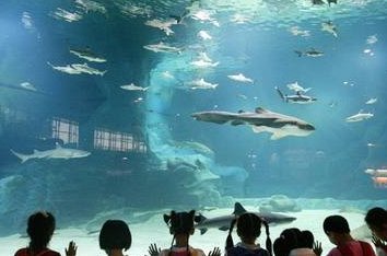 福建一鲨鱼馆发生致人死亡事故，谁应该为这次事故负责？