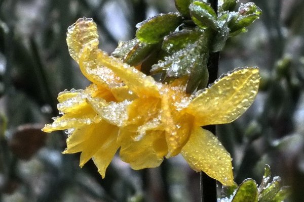 今年首个寒潮13日来袭，为何每年春天至少都要有一次大降温呢？