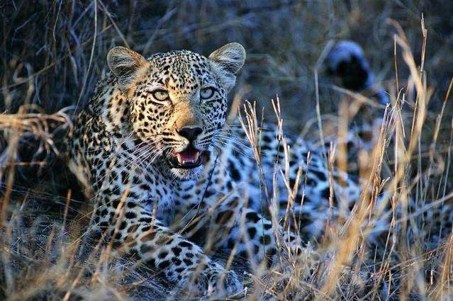 宁夏六盘山拍到金钱豹，金钱豹很少见吗，是稀有动物吗？