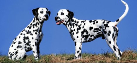 斑点狗是什么品种