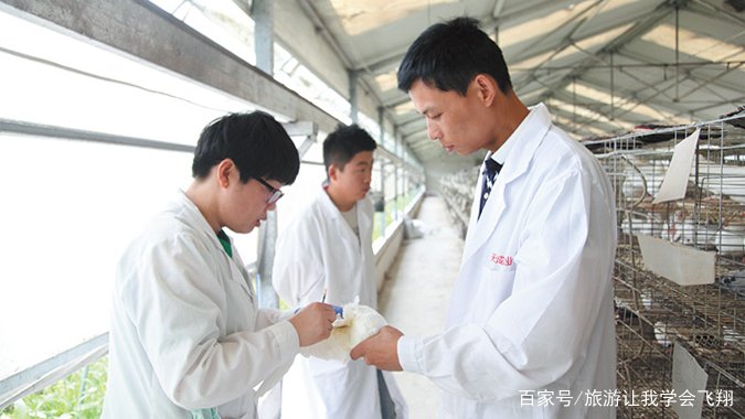 养一千对肉鸽一般情况下，一年能挣多少钱？