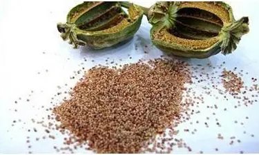 因生意冷清，店主在凉面中加罂粟粉的行为是否违法？