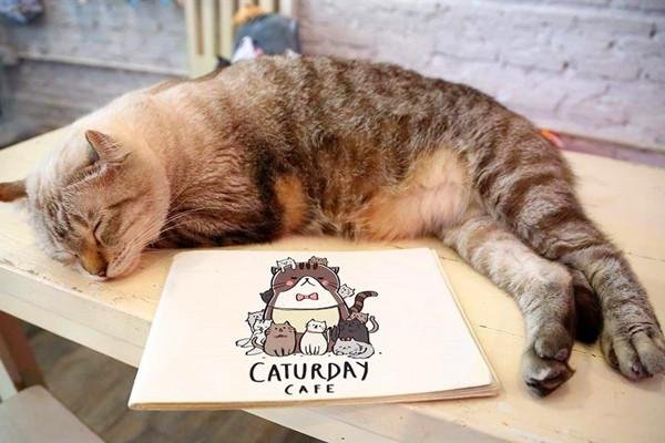 大连理工研究生自杀事件，遗书中称自己要变成一只猫，背后有什么隐情？