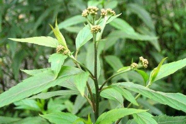 钟南山团队研发出的新版板蓝根，药效真的比原版强的6倍吗？