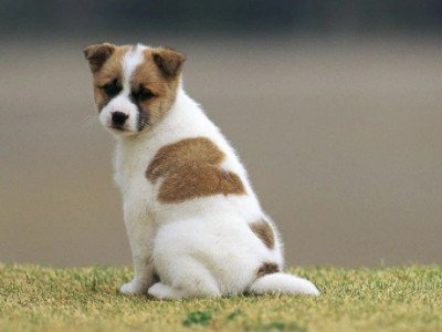 狗狗交配成功后是不是就会怀上宝宝