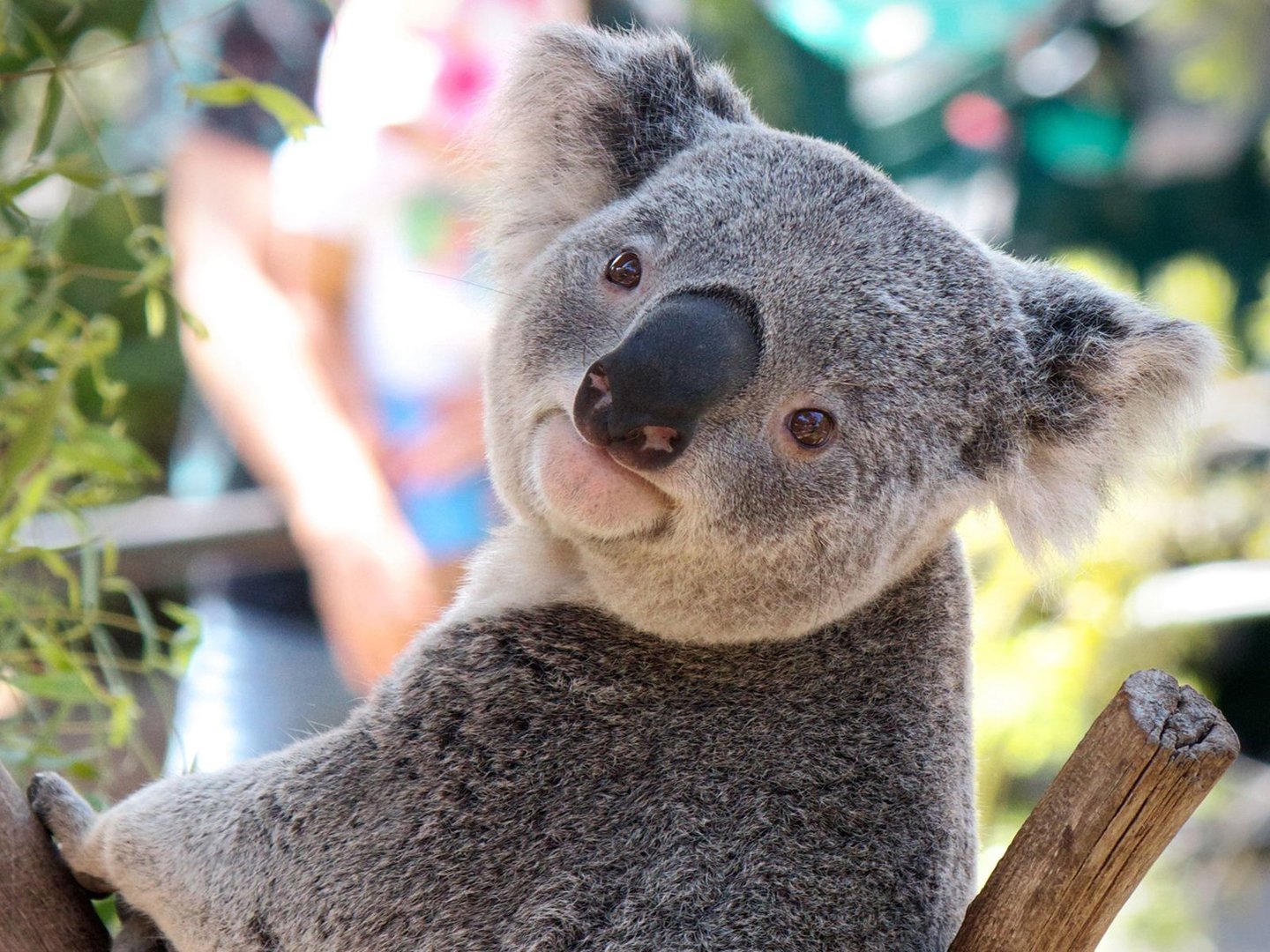 太魔性！考拉打架打输，蹲树下“狂嚎”到声音沙哑，遭到了网友怎样的调侃？
