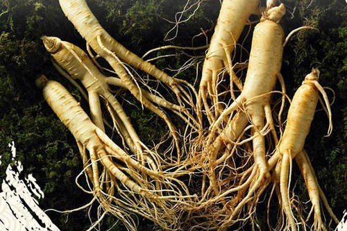 各种人参的图片