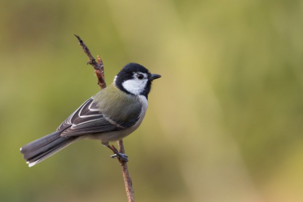 大山雀怎么喂养