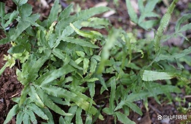 凤尾草也叫鸡脚草、金鸡尾等，大家知道凤尾草要怎么种植吗？