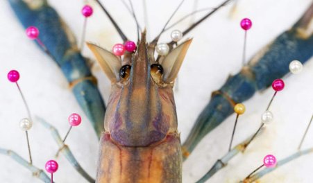 沼泽蓝虾养殖方法,有哪些需要注意呢?