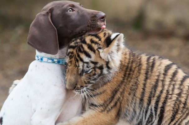 虎妈妈不喂奶，烟台动物园找狗喂虎崽，小老虎的食量有多大？