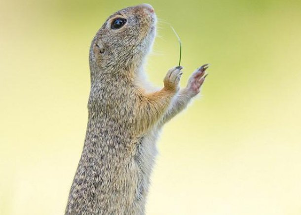 南京女孩用红外相机记录城市野生动物,我们该如何与它们友好相处?