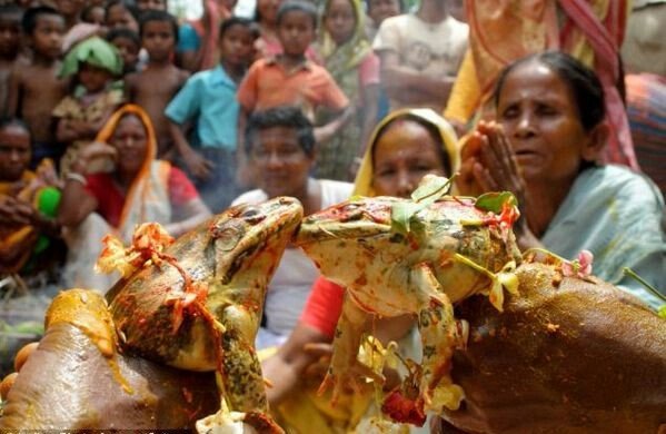 印度青蛙为求雨结婚，青蛙结婚的仪式是什么？