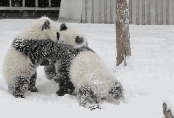 天津一大熊猫见到积雪，兴奋地上蹿下跳，如何从心理学方面看待它的举动？