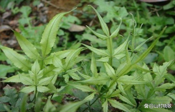 凤尾草也叫鸡脚草、金鸡尾等,大家知道凤尾草要怎么种植吗?