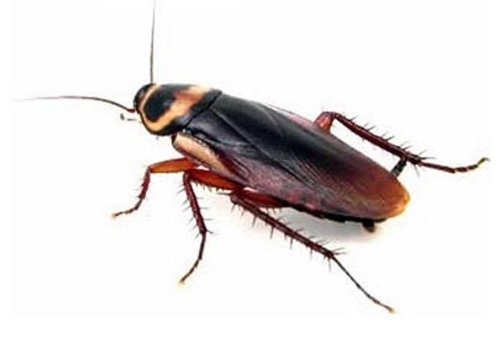 为什么打蟑螂越灭越多