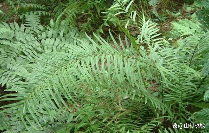 凤尾草也叫鸡脚草、金鸡尾等,大家知道凤尾草要怎么种植吗?