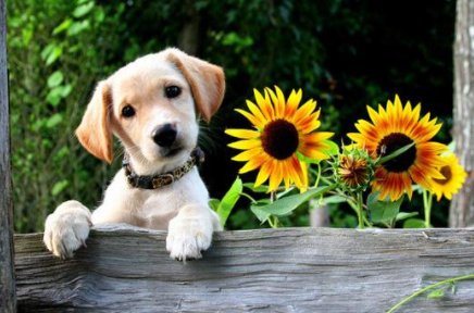 狗粮一般都有什么配方组成的呢？