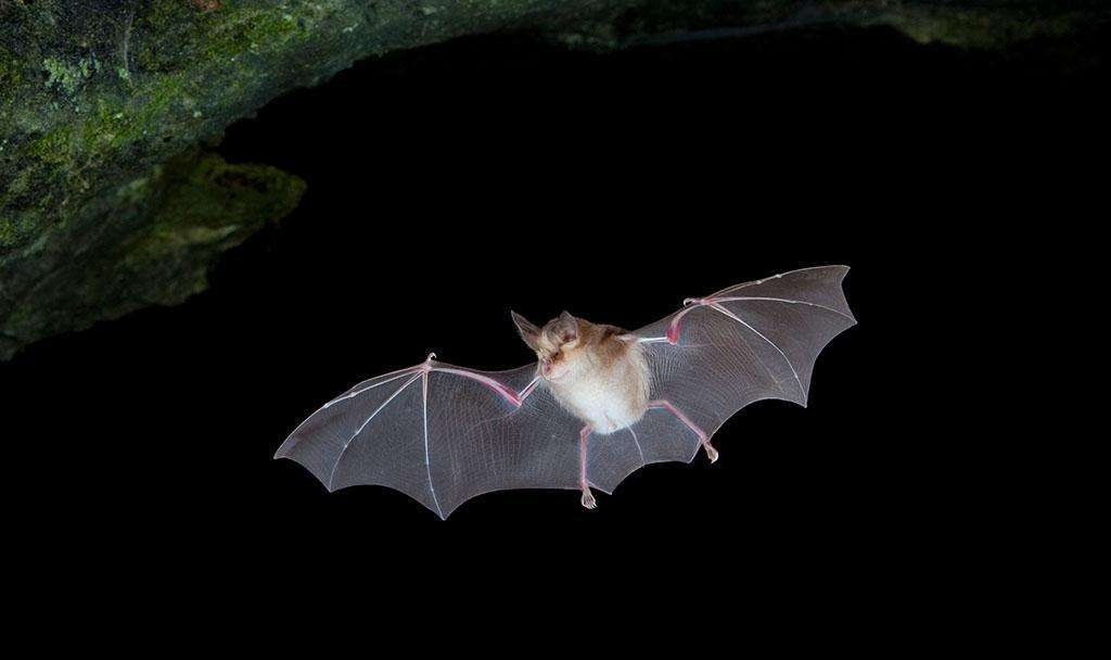 老鼠能变成蝙蝠么？