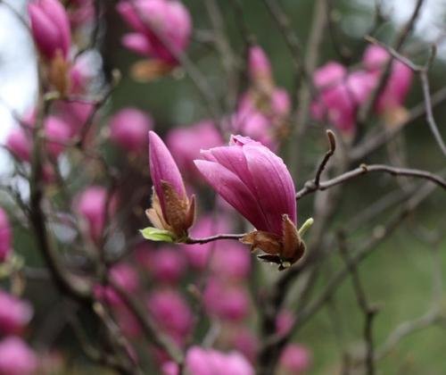 “一花独放不是春，百花齐放春满园”，怎样理解这句话？