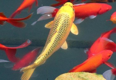 锦组词越多越好